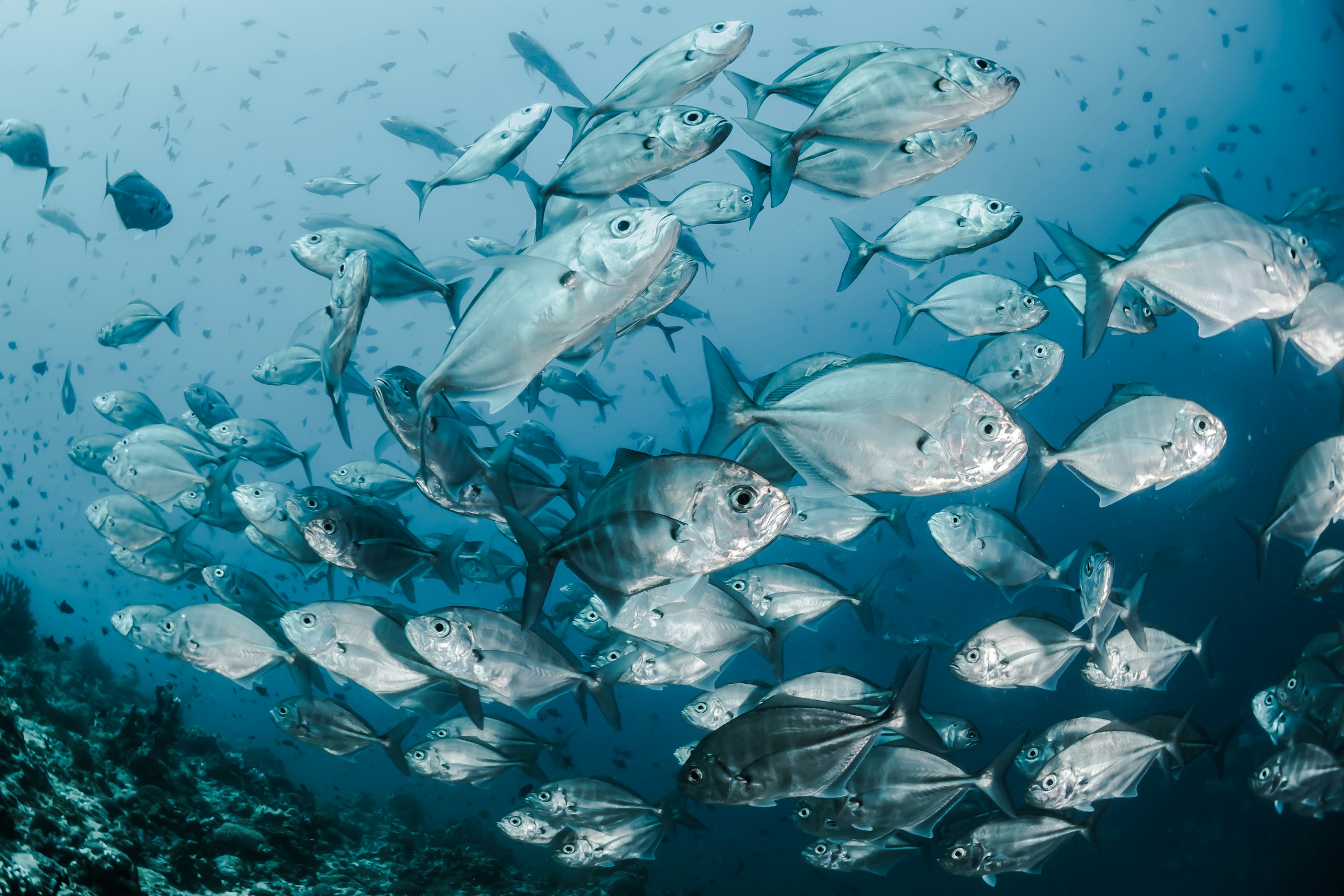 Silver fishes underwater